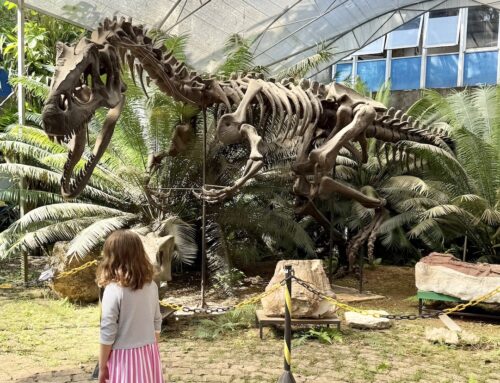 Museu de Geociências da USP reabre com novidades para crianças